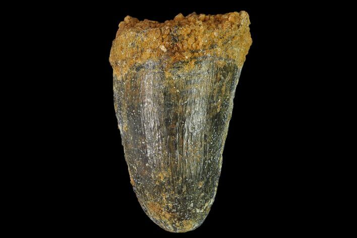 Cretaceous Fossil Crocodile Tooth - Morocco #140597